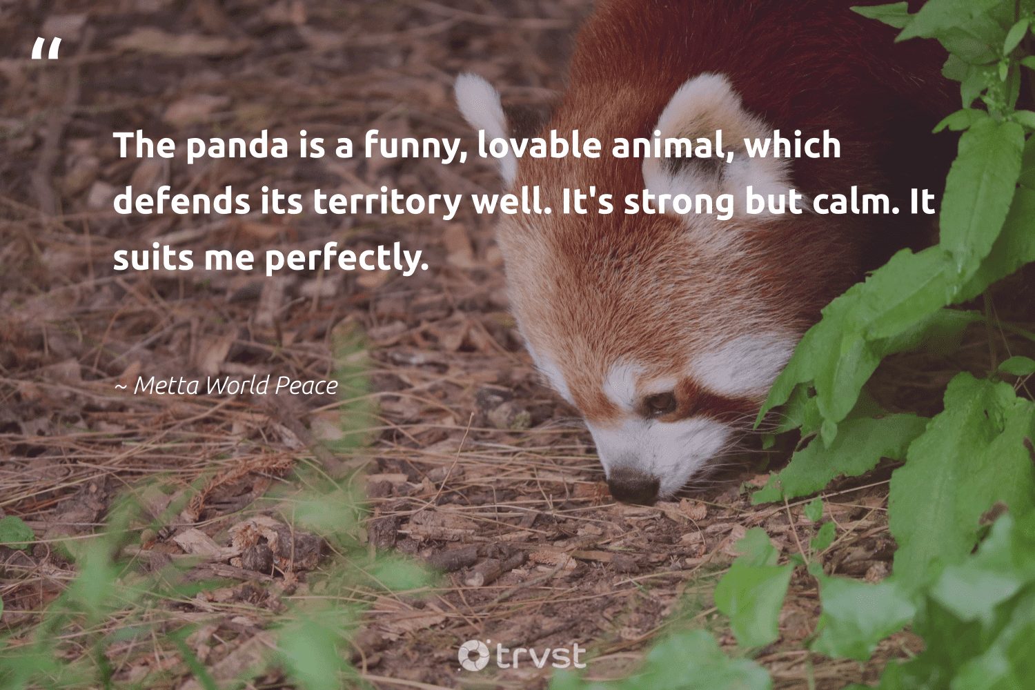 7 Famous Panda Bear Quotes